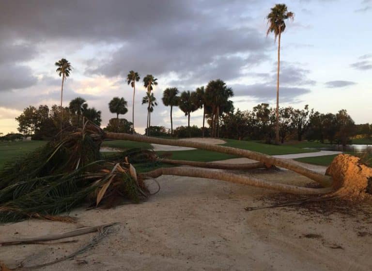 Palm Tree Down in Pinellas