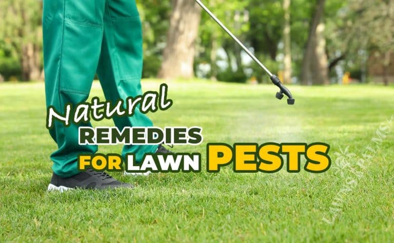 natural lawn care solutions