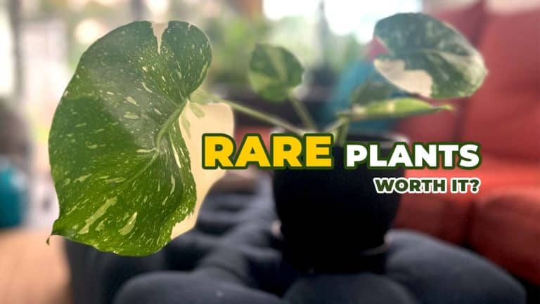 Rare Plants worth it