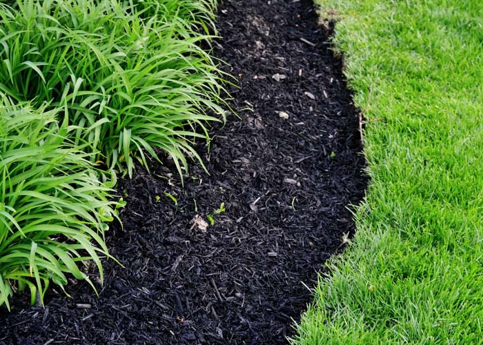 Mulch used to create a barrier between foliage and grass.  