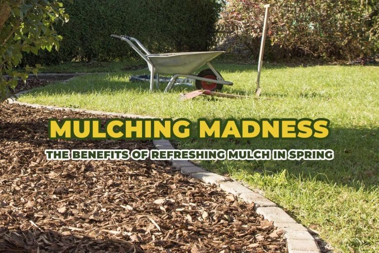 Mulched yard on Spring time day in Florida