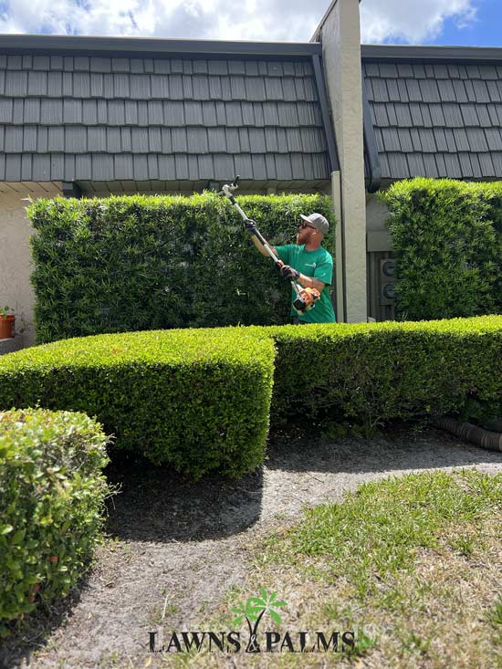 Team member hedging bushes in Clearwater, Fl