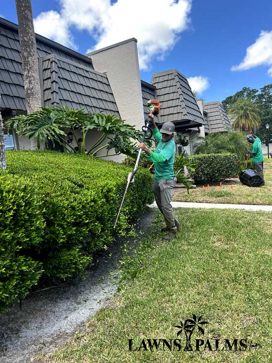 Lawns & Palms team at work hedging bushes in Dunedin, Fl