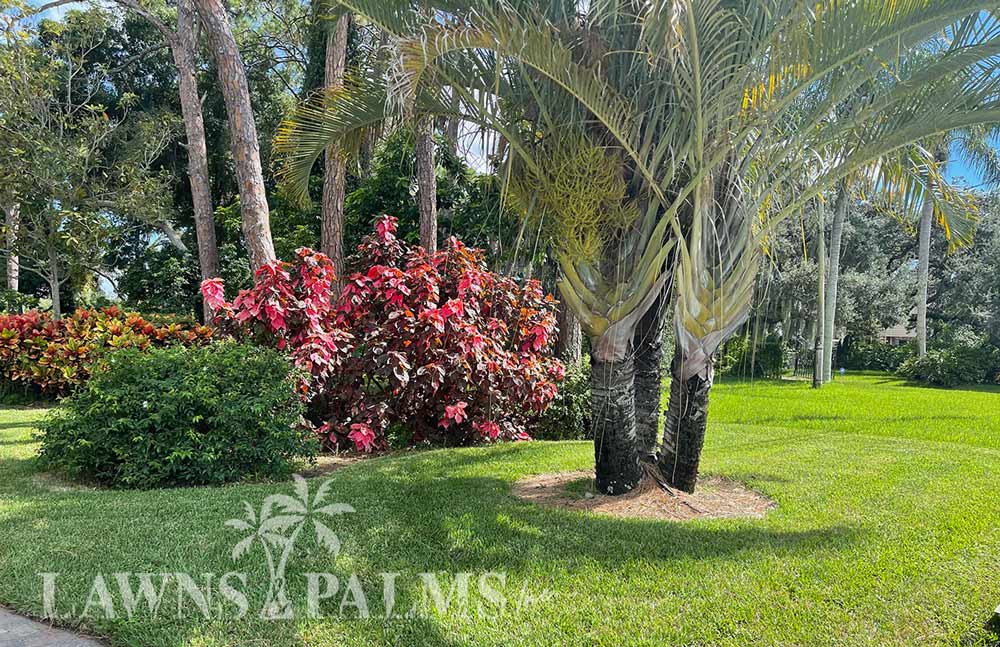 Yard landscape of bushes and palms
