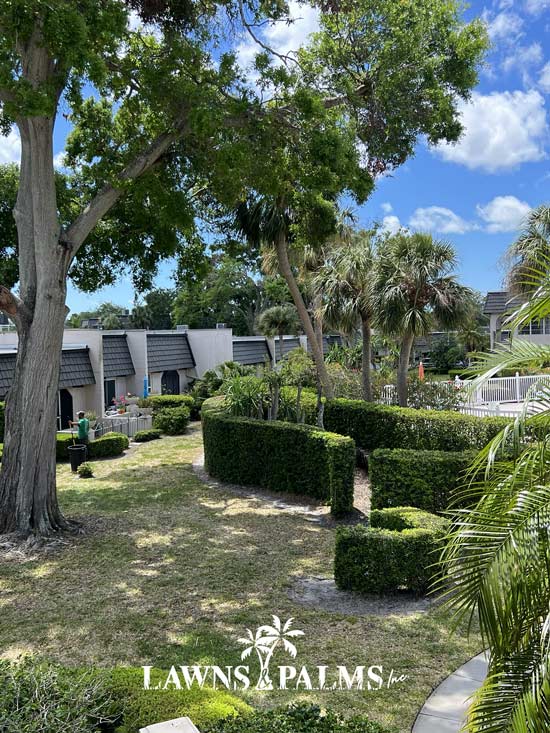 Condo hedges trimmed to perfection during winter months