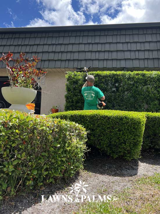 Hedge trimming in Dunedin, FL