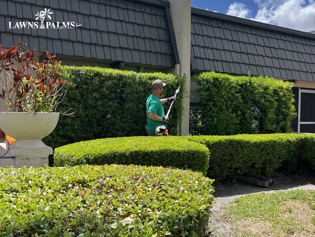 Professional hedging and shrub trimming