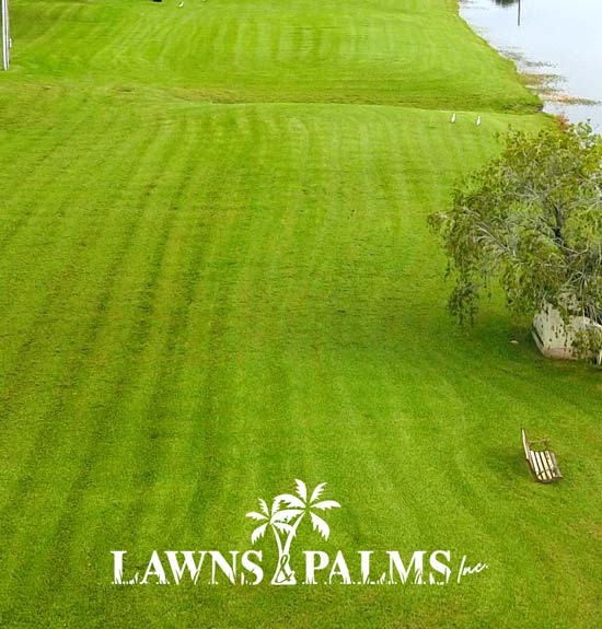 Large perfectly trimmed landscape in Pinellas County, Fl