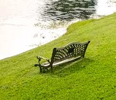 Fresh mowed grass