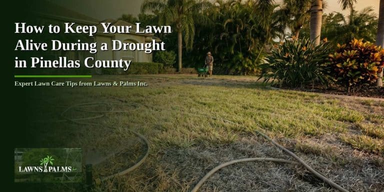 Lawn with bad grass due to drought